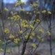 Cornus officinalis