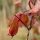 Cornus officinalis