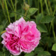Blush Hip