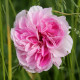 Blush Hip