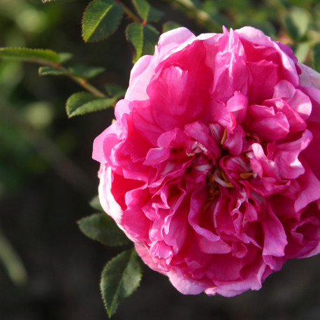 Rosa roxburghii 'Plena'