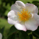 Rosa x dupontii