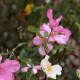 Rosa chinensis 'Mutabilis'