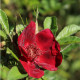 Basye's Purple Rose