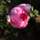 Rosa roxburghii 'Plena'