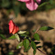 Rosa chinensis 'Mutabilis'