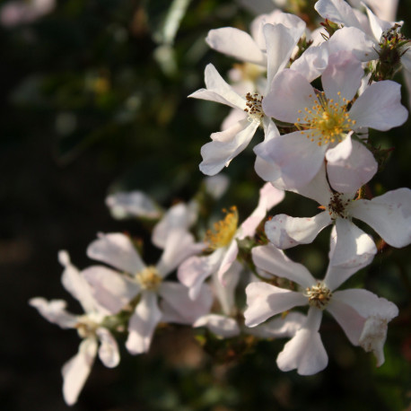 L'Ange Blanc