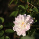 Blush Noisette