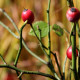 Rosa arvensis