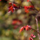 Rosa sp aff. graciliflora