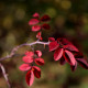 Rosa sertata var. sertata