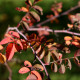 Rosa sertata var. sertata