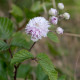 Rubus ulmifolius 'Bellidiflorus'