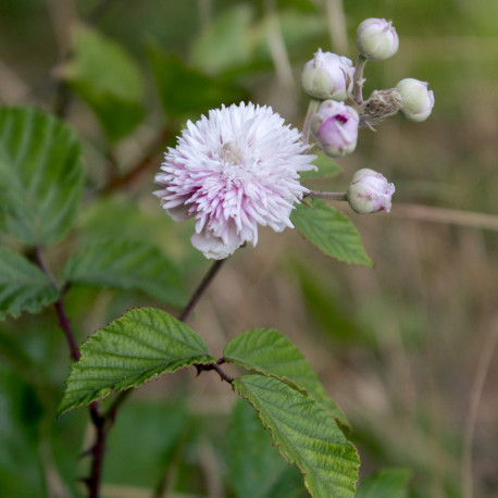 Rubus ulmifolius 'Bellidiflorus'