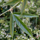 Rubus henryi f. bambusarum