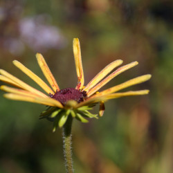 Rudbeckia subtomentosa 'Henry Eilers'