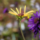 Rudbeckia subtomentosa 'Henry Eilers'