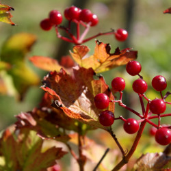 Viburnum opulus