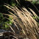 Calamagrostis acutiflora x 'Overdam'