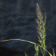 Stipa brachytrichum