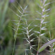 Elymus hystrix