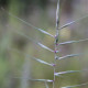 Elymus hystrix