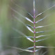 Elymus hystrix