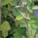 Rubus phoenicolasius