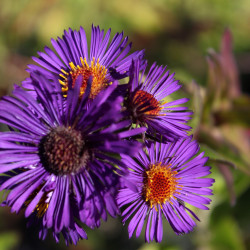 Aster novae-angliae 'Violetta' *