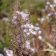 Stipa brachytrichum