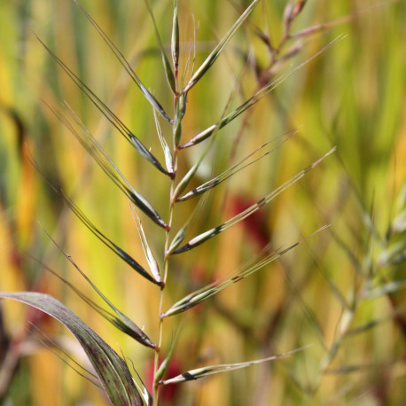 Elymus hystrix