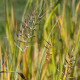 Elymus hystrix