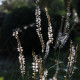 Persicaria amplexicaulis 'Album' *