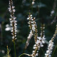 Persicaria amplexicaulis 'Album' *