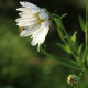 Leucanthemella serotina