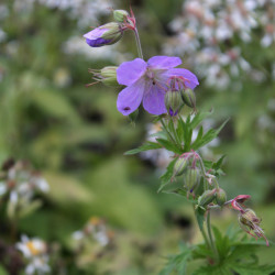 Geranium pratense f. striatum