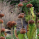 Phlomis russeliana