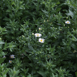 Aster ageratoides 'Ashvi'