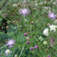 Centaurea jacea