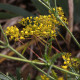 Patrinia heterophylla