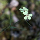 Dianthus knappii