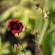 Potentilla thurberi