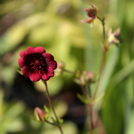 Potentilla thurberi