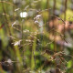 Deschampsia caespitosa 'Goldtau'