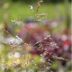 Deschampsia caespitosa 'Goldtau'