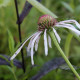 Echinacea pallida 'Hula Dancer'