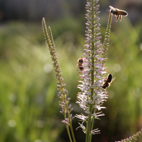 Veronicastrum virginicum 'Album'