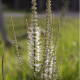 Veronicastrum virginicum 'Album'