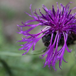 Centaurea scabiosa