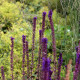 Salvia nemorosa 'Caradonna'